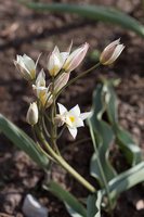Tulipa biflora · dvižiedė tulpė