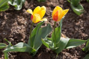 Tulipa sp. · tulpė
