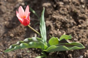 Tulipa · tulpė