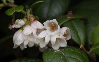 Vaccinium vitis-idaea flowers · bruknė
