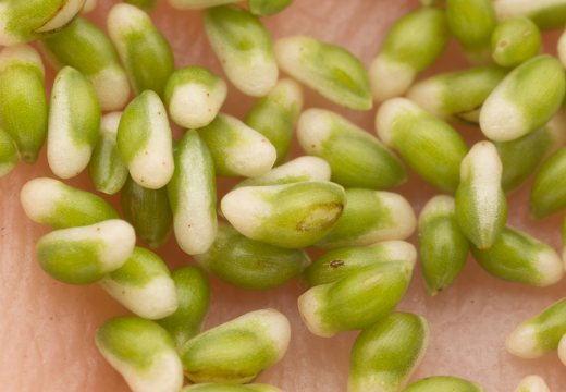 Caltha palustris seeds · pelkinė puriena, sėklos