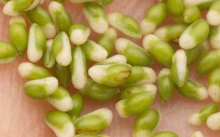 Caltha palustris seeds · pelkinė puriena sėklos