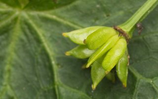 Caltha palustris fruits · pelkinė puriena, vaisiai