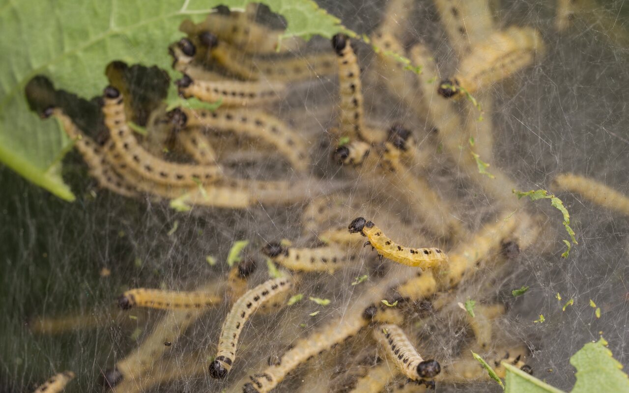 Yponomeuta evonymella caterpillars · ievinė kandis, vikšrai