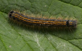 Malacosoma neustria caterpillar · žieduotasis verpikas, vikšras