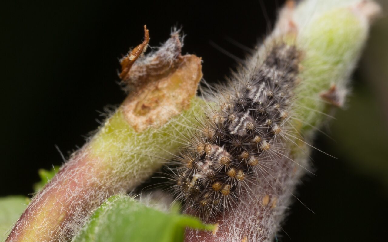 Nola cucullatella caterpillar · dvispalvė nolija, vikšras