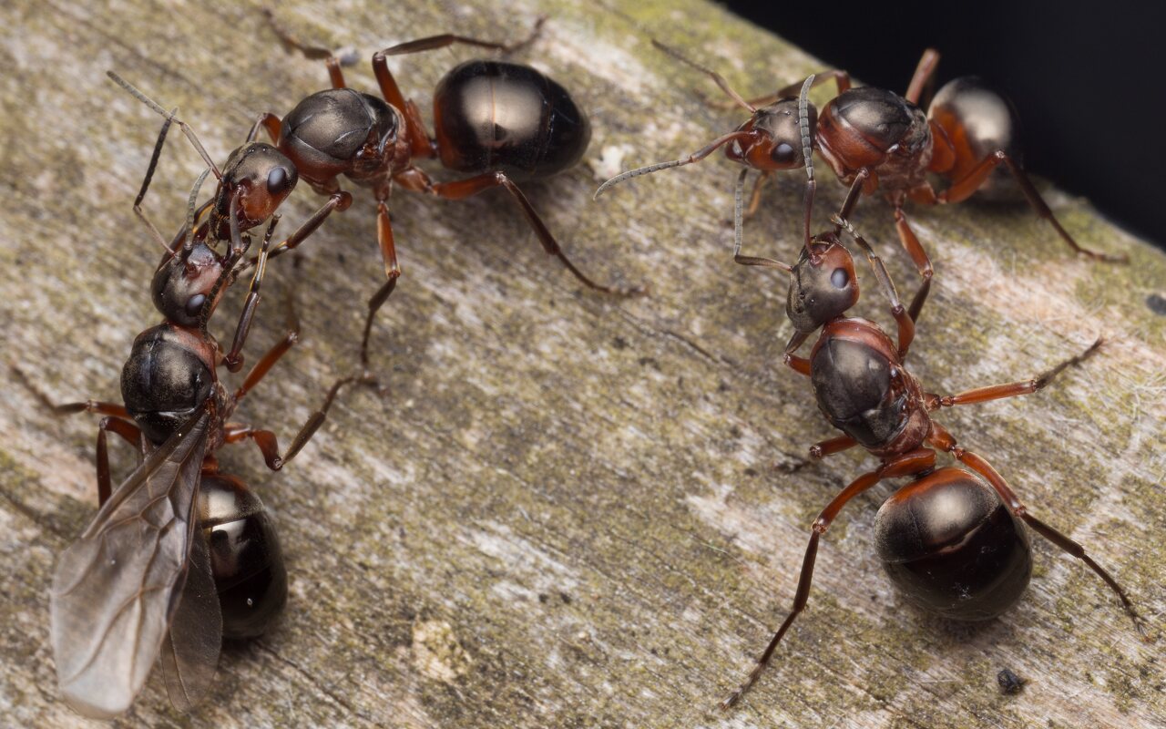 Formica rufa queens · rudoji miško skruzdėlė ♀