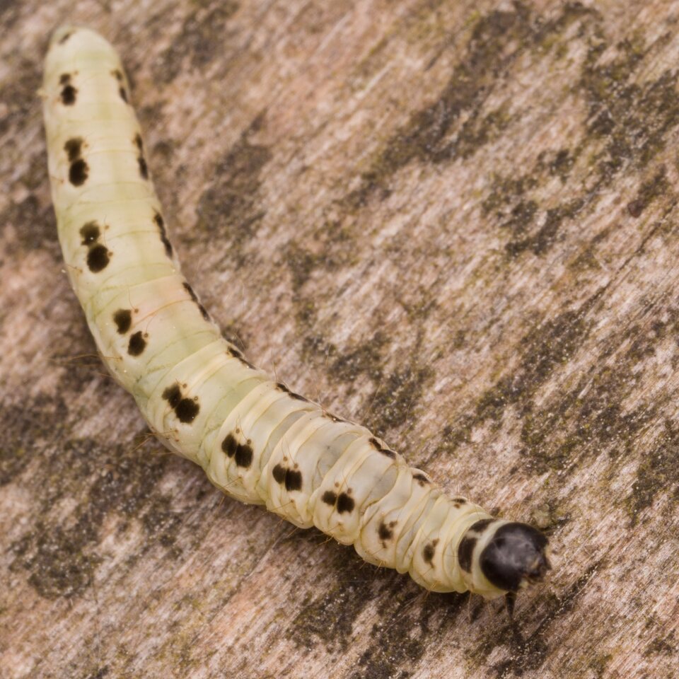 Yponomeuta evonymella caterpillar · ievinė kandis, vikšras