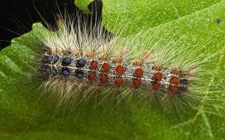 Lymantria dispar caterpillar · neporinis verpikas, vikšras