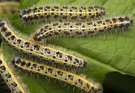 Pieris brassicae caterpillars · kopūstinis baltukas, vikšrai