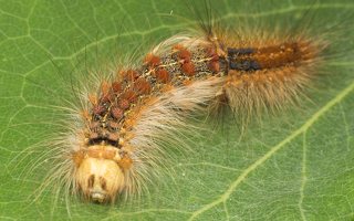 Lymantria dispar caterpillar moulting · neporinis verpikas, vikšras neriasi