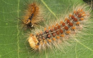 Lymantria dispar caterpillar moulting · neporinis verpikas, vikšras neriasi