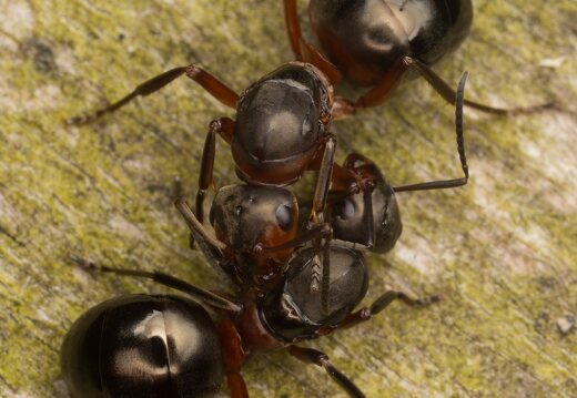 Formica rufa queens · rudoji miško skruzdėlė ♀