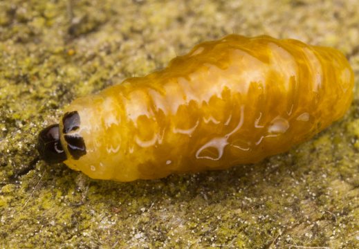 Stereonychus fraxini larva · straubliuko lerva
