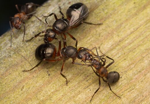 Formica rufa · rudoji miško skruzdėlė