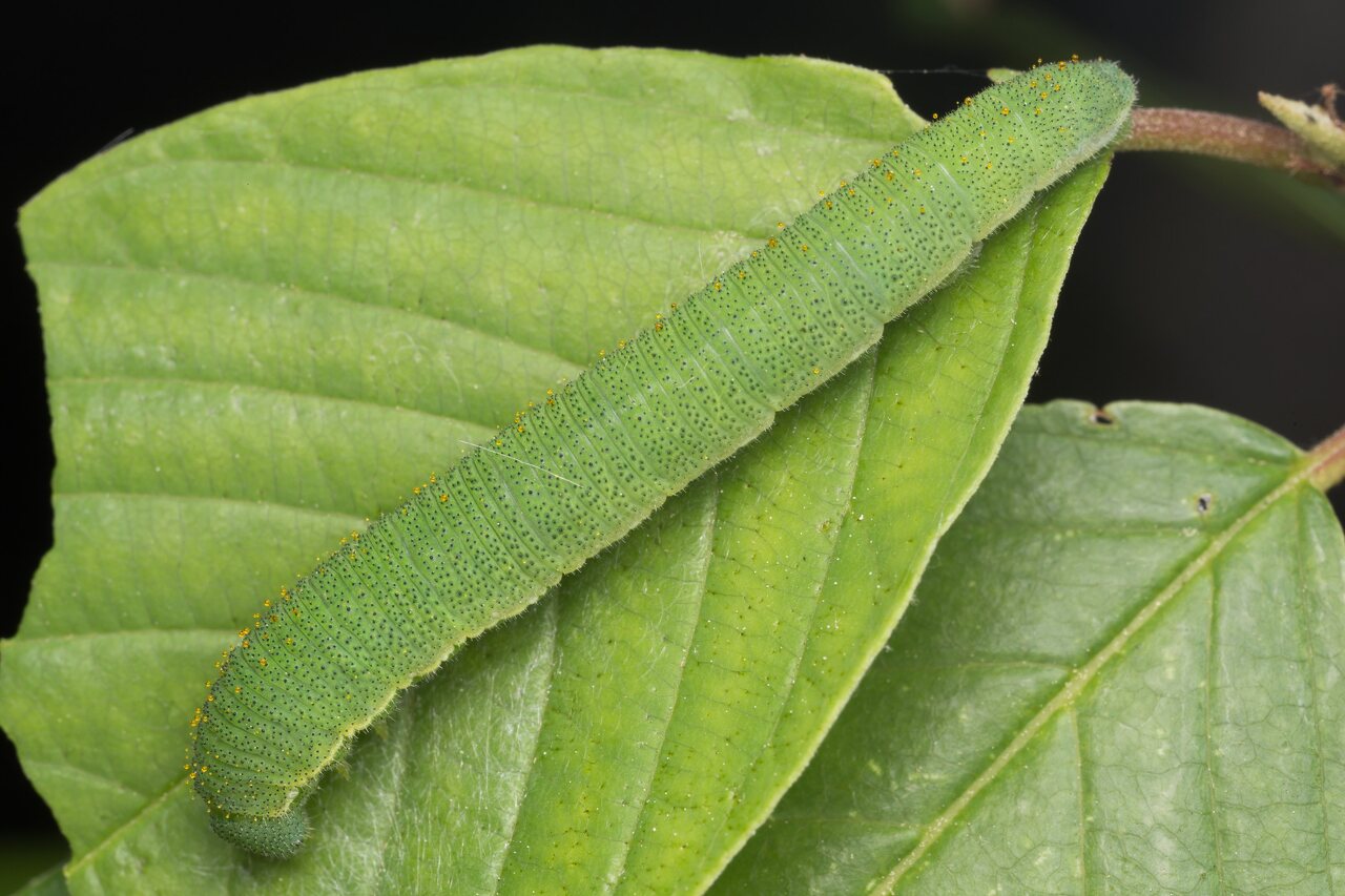 Gonepteryx rhamni caterpillar · citrinukas, vikšras