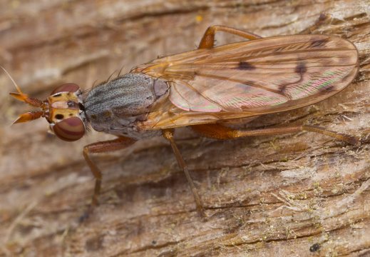 Elgiva cucularia · sraigžudė