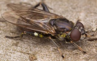 Chalcosyrphus nemorum female · žiedmusė ♀