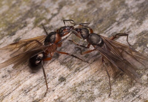 Formica rufa winged queens · rudoji miško skruzdėlė ♀