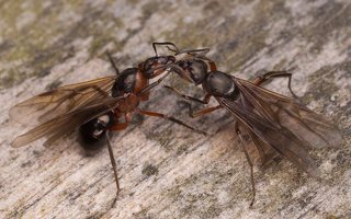 Formica rufa winged queens · rudoji miško skruzdėlė ♀
