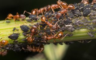 ants and aphids