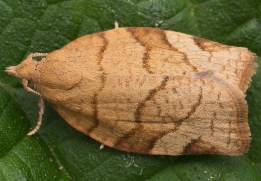 Pandemis cerasana · serbentinis pandemis