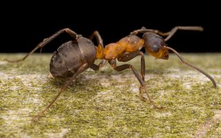 Formicidae · skruzdėlė