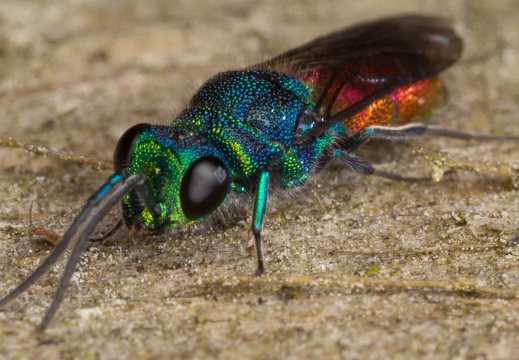 Chrysis angustula · auksavapsvė