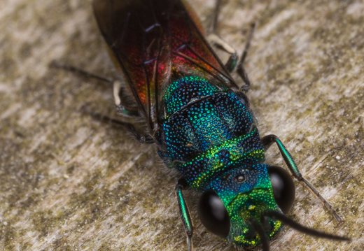 Chrysis angustula · auksavapsvė