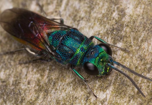 Chrysis angustula · auksavapsvė