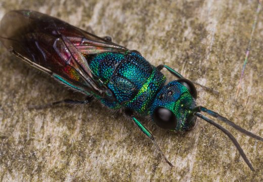 Chrysis angustula · auksavapsvė