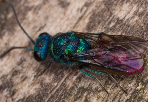 Chrysis angustula · auksavapsvė