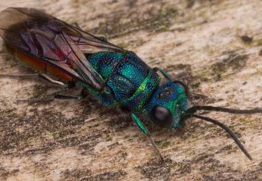 Chrysis angustula · auksavapsvė