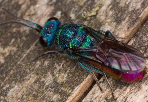 Chrysis angustula · auksavapsvė