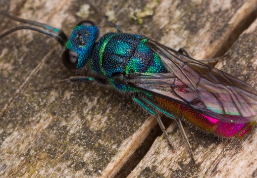 Chrysis angustula · auksavapsvė