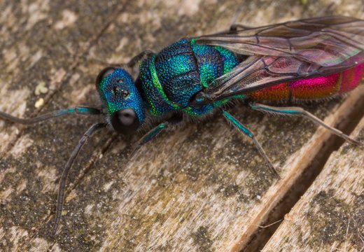 Chrysis angustula · auksavapsvė