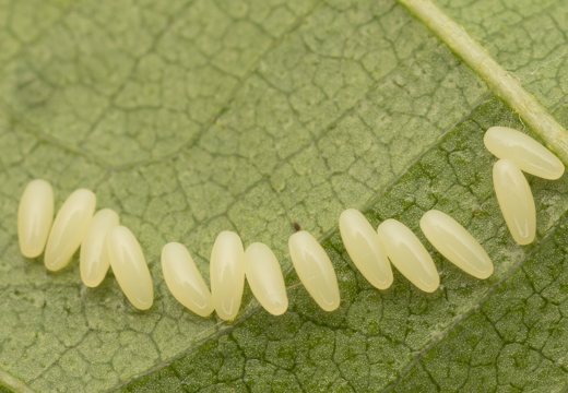 Plagiosterna aenea eggs · žaliasis girinukas, kiaušinėliai