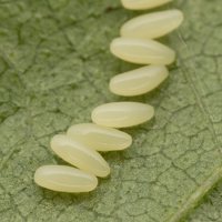 Plagiosterna aenea eggs · žaliasis girinukas, kiaušinėliai