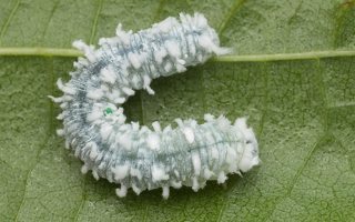 Eriocampa ovata larva · pjūklelis, lerva