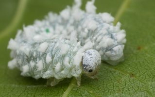Eriocampa ovata larva · pjūklelis, lerva