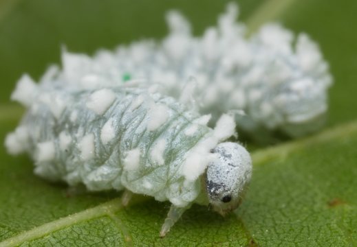 ~ Tenthredinidae larvae · tikrųjų pjūklelių lervos