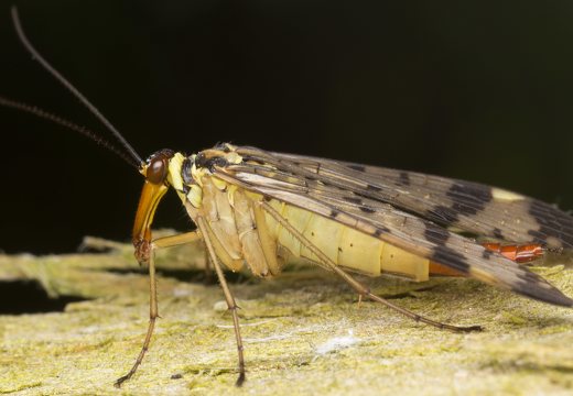 Mecoptera · skorpionmusės