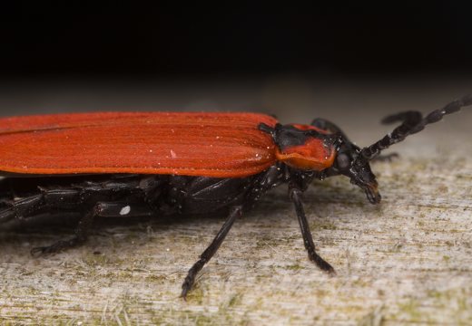 Lygistopterus sanguineus · žiedvabalis