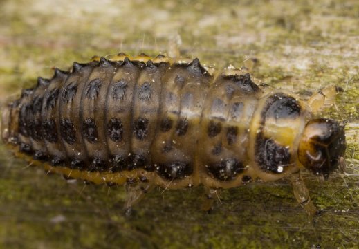 Plagiosterna aenea larva · žaliasis girinukas, lerva