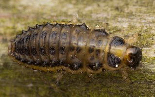Plagiosterna aenea larva · žaliasis girinukas, lerva