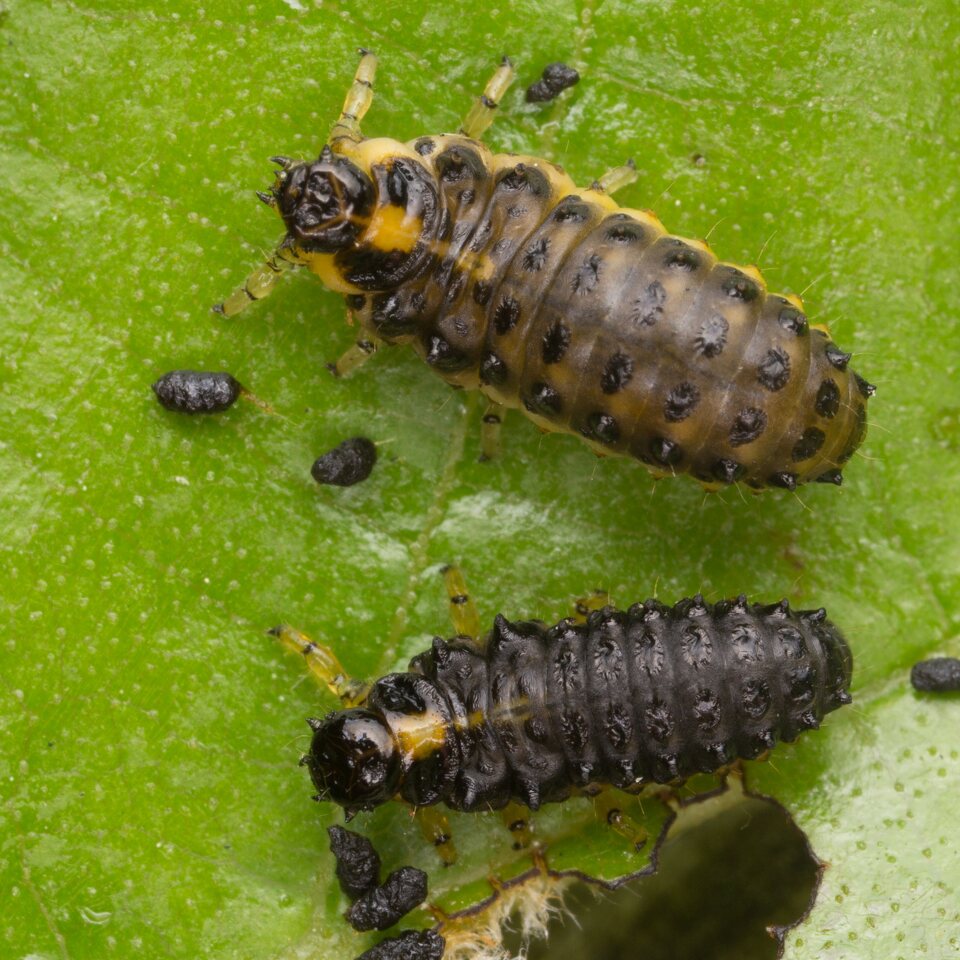Plagiosterna aenea larvae · žaliasis girinukas, lervos