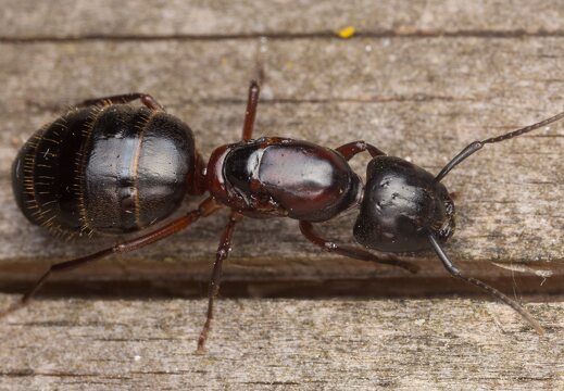 Camponotus herculeanus queen · skruzdėlė ♀