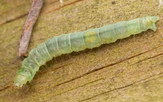 Tortricidae caterpillar · lapsukio vikšras