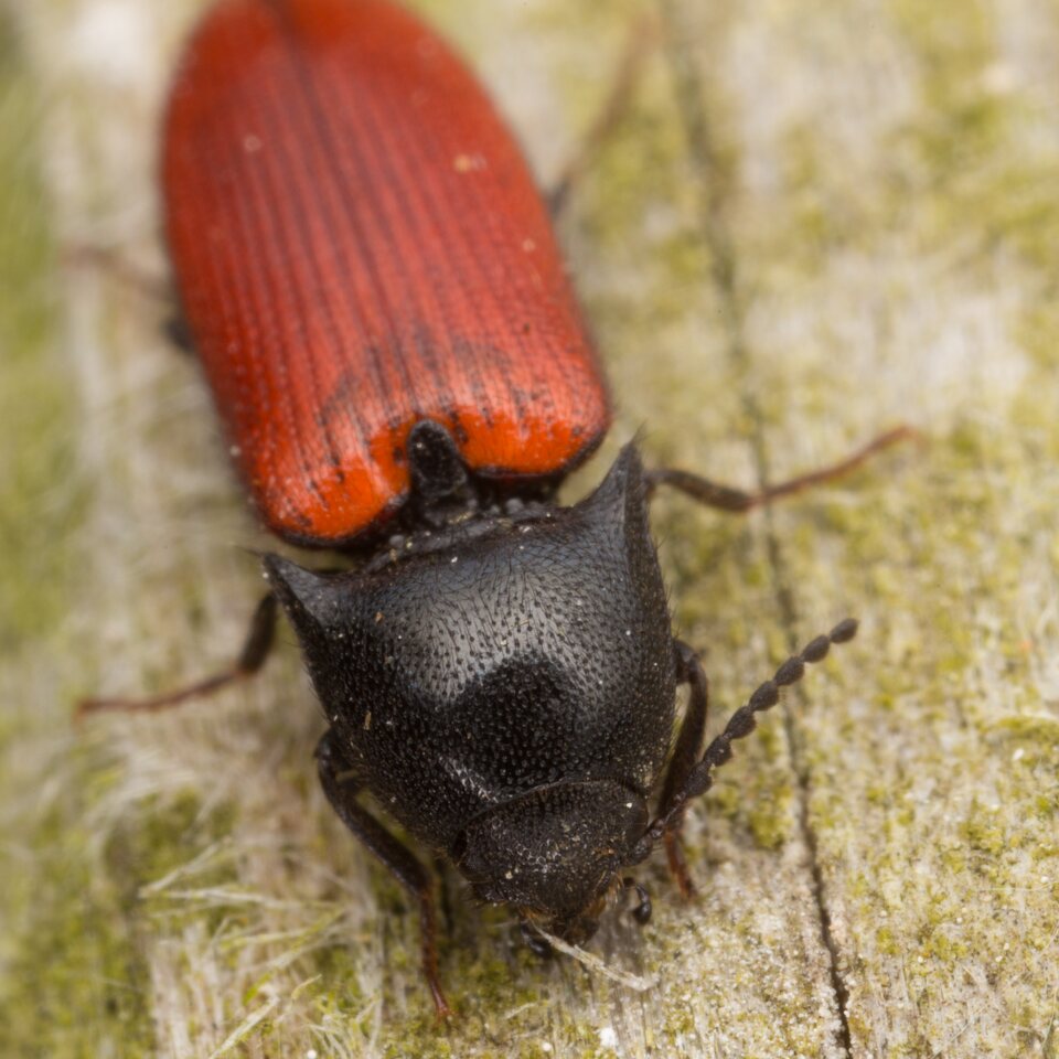 Ampedus sp. · kelmaspragšis