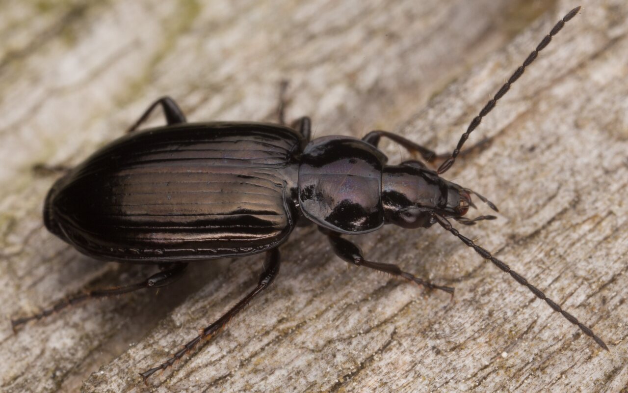 Agonum lugens · žvitriažygis